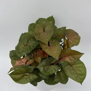 Syngonium Podophyllum ‘Maria Allusion’ 6” Pot – Compact Easy-Care Houseplant with Arrow-Shaped Leaves in Soft Green, Pink & Bronze Tones for Indoor Spaces