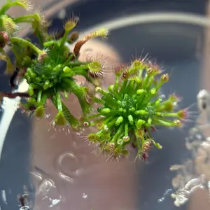 Drosera Barbigera "Giant" Pygmy Sundew - Rare Carnivorous Tissue Culture Plant - In Vitro Fungus Gnat Eating Houseplant with Sticky Leaves for Collectors