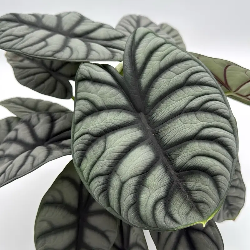 Alocasia Silver Dragon 6" pot Plant for Indoor Home Decoration with Unique Silver Foliage - Decorative