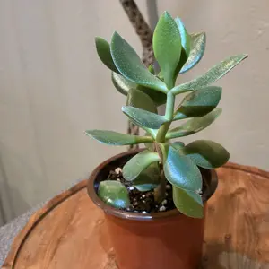 Jade Plant - Low-Maintenance Indoor Succulent, Easy-to-Grow Houseplant for Home Decor