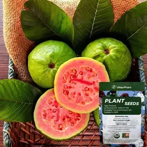 200 Seeds – Pink Guava Seeds for Planting – Suitable for Pots, Greenhouses, and Outdoor Gardens