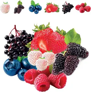 1000 Pcs Mixed Berries Seeds,Complete Variety,Rich Innutrition,High-Quality Seeds,For Home Garden Organic