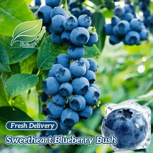 Sweetheart Blueberry Live Plants | Fast Growing Fruit Trees | High Yield Sweet Blueberries | Easy Growing Garden Fruit Trees | Produces Sweet and Fruit Juicy Blueberries