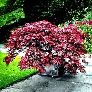 Dwarf Japanese Red Linear Leaf Maple Tree Seeds (Acer palmatum var. scolopendrifolium) Rare Cut-leaf Maple