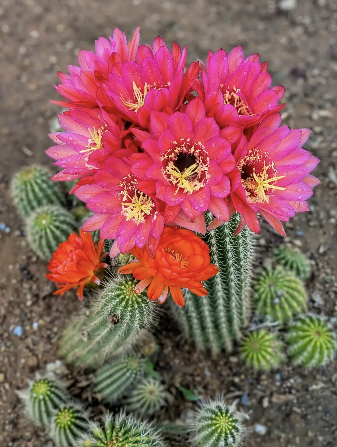 Trichocereus Grandiflorus Cactus, Rare Flowering Garden Plant