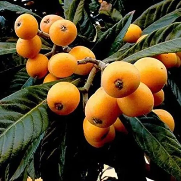 1 LOQUAT LIVE PLANT TREE 8-12” Tall ship in a 4” pot 24H FAST SHIP