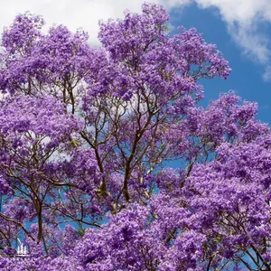 Blue Jacaranda Tree Seeds (Jacaranda mimosifolia)