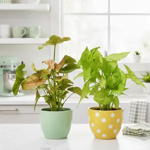 2 Syngonium Variety (Arrowhead Plant) / 4" Pot / Live Plant