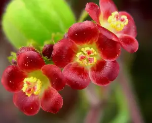Bellyache Bush, JATROPHA GOSSYPIFOLIA rare carnivorous succulents seed -30 SEEDS
