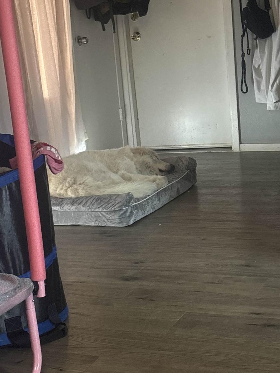 Item: Extra Large: 42" x 30" x 6.5"