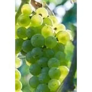 Niagara Grapes