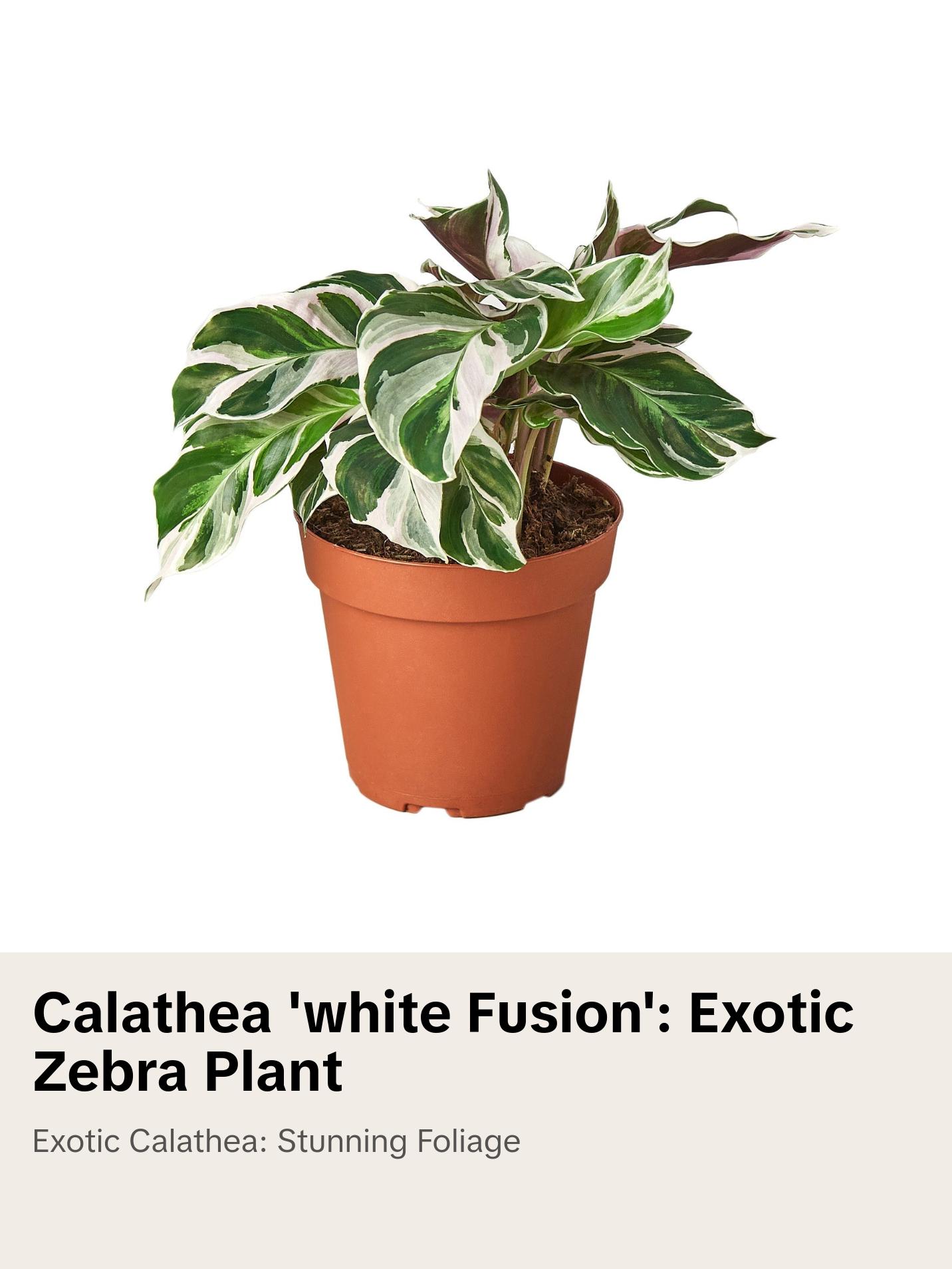 Calathea 'White Fusion' - Funky Foliage Fusion: Exotic Zebra Peacock Plant with Striking White and Green Leaves