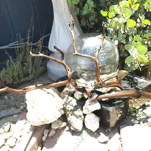WYSIWYG Extra Large 32" Premium Manzanita Driftwood | Multi-Branch Crown Centerpiece #003 for Large Aquascapes, Luxury Vivariums & Art Decor