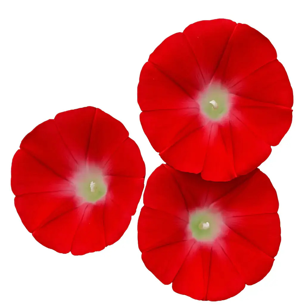Red Morning Glory Climbing Vine | 100 Seeds to Plant | Beautiful Flowering Vine - Scarlet Flowers
