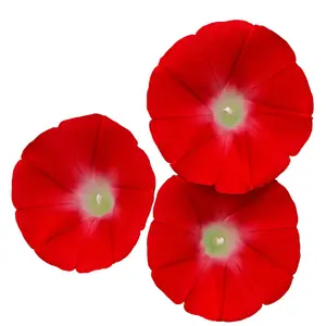 Red Morning Glory Climbing Vine | 100 Seeds to Plant | Beautiful Flowering Vine - Scarlet Flowers