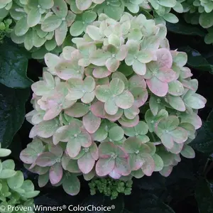 Little Lime® Hydrangea