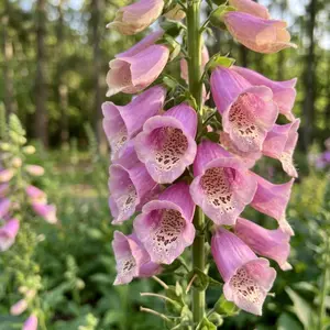 Non-GMO Digitalis Seeds for Flower Lovers Easy to Plant Perennial Flower Seeds for Garden Landscaping Attract Butterflies Bees Beautiful Blooms All Season
