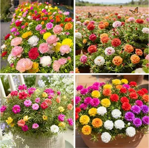 Heirloom Moss Rose (Portulaca grandiflora) Seeds - 10000+ Annual Ground Cover Flower Seeds, High Germination Rate, Low-Maintenance for Outdoor Planting Gardens