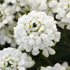 Snowsation Evergreen Candytuft