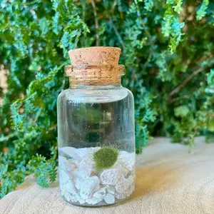 Classic Tiny Moss Ball Terrarium - High-Quality Plant for Home Decor