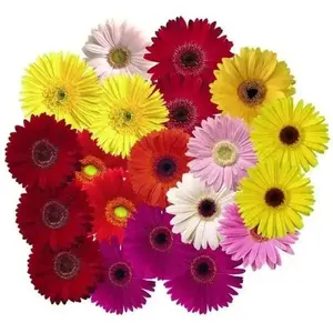 Gerbera Daisy (Gerbera Jamesonii Mix) all colors of the rainbow