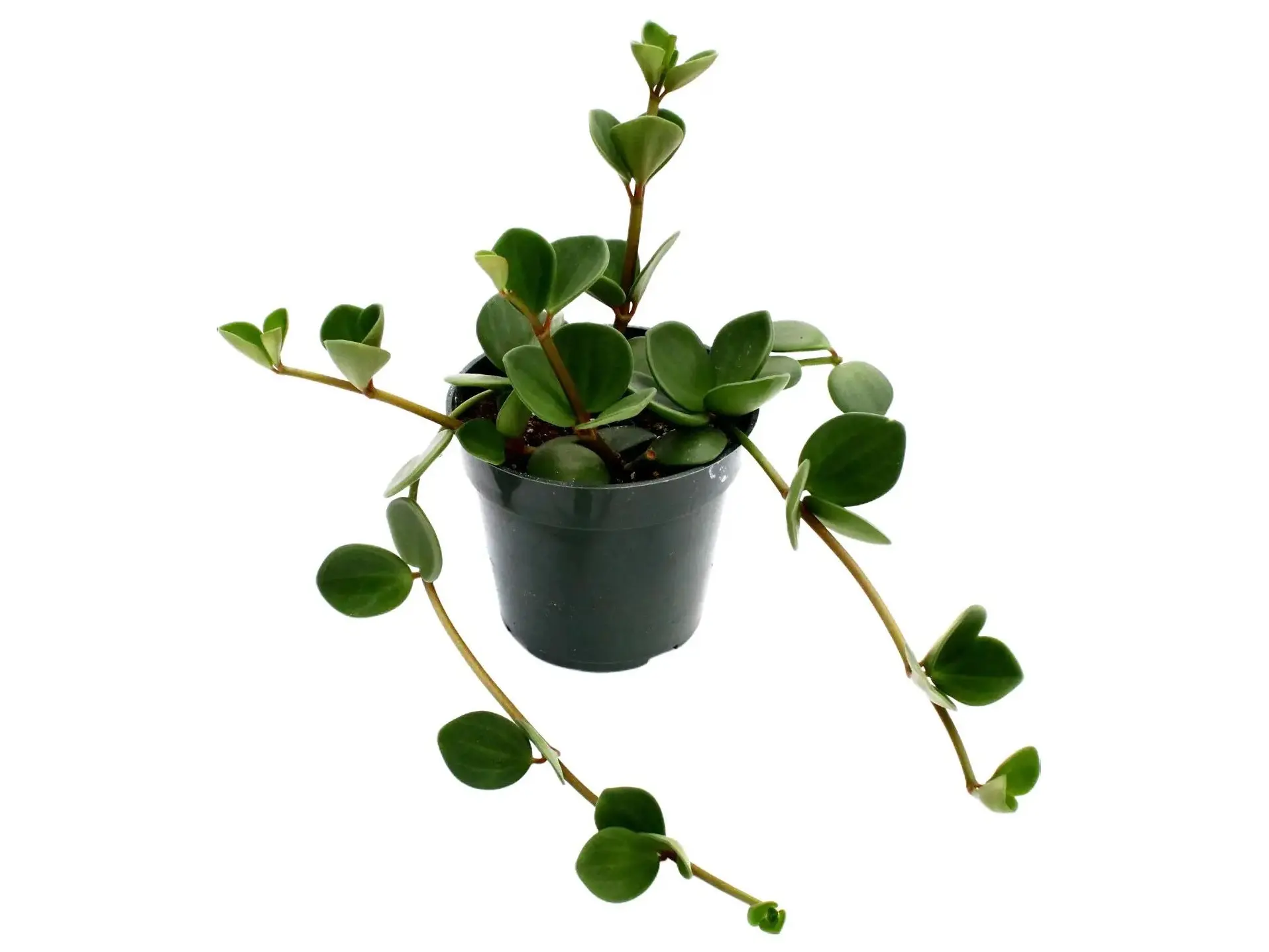 Peperomia Hope Potted Live Plant 4in - Peperomia tetraphylla x quadrifolia - Trailing Succulent - Thick Round Leaves - Easy Care - Non Toxic, Pet Safe - Unique Foliage - Low Maintenance - Modern Aesthetic