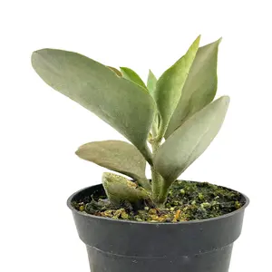 Kalanchoe orgyalis Copper Spoons