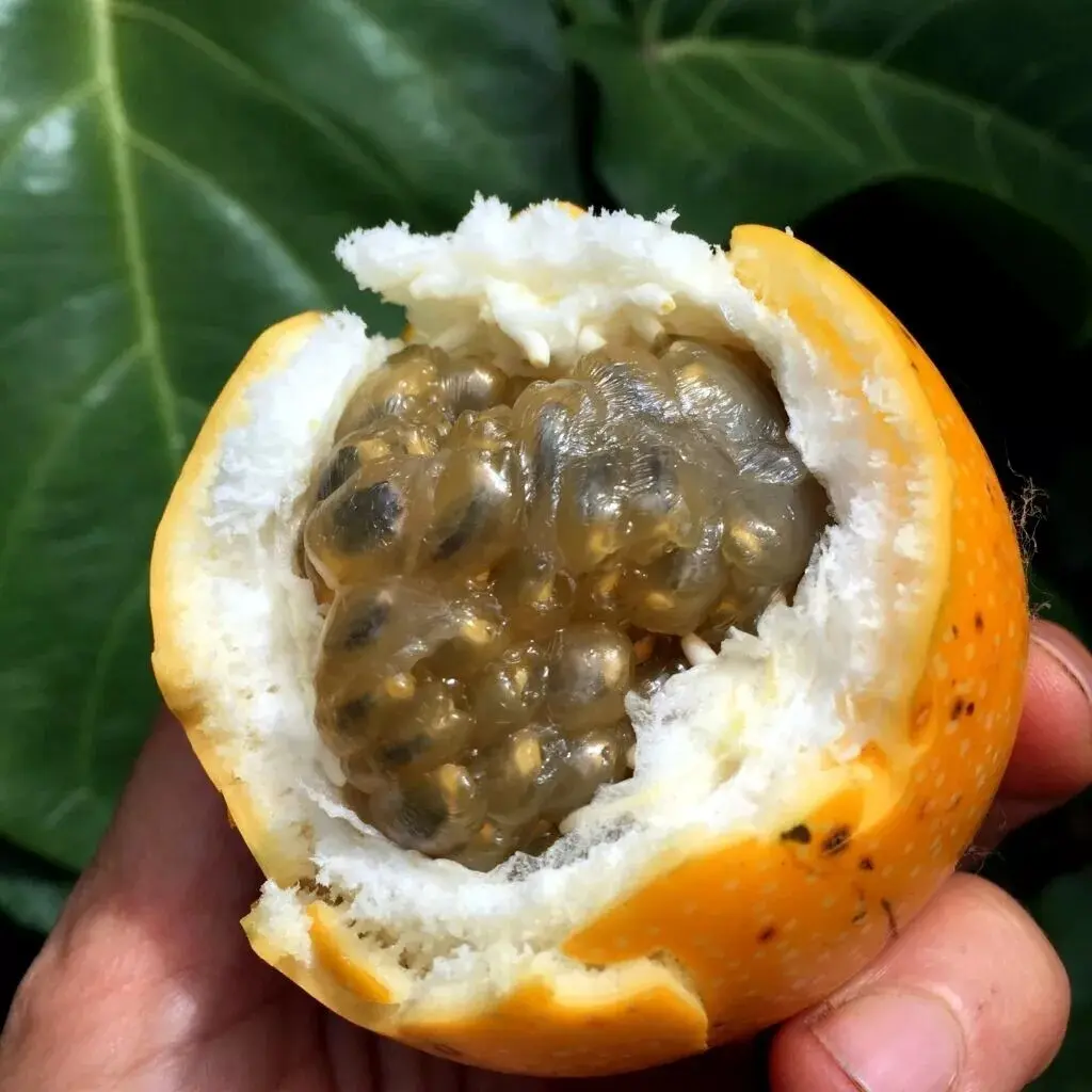 10 seeds Sweet Granadilla Yellow Passion Fruit Seeds (Passiflora ligularis) Climber Vine