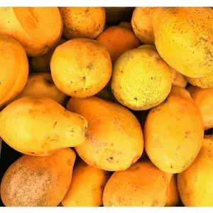 20+ Rare Tropical Dwarf Waimanalo Papaya Heirloom Garden Seeds for Fast-growing, Sweet Houseplants