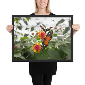 Butterflies on Lantana Flowers Framed poster