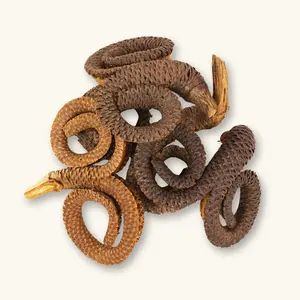 Natural Rams Horn Pods (1c/4c) by Betta Botanicals for Bioactive Enclosures & Terrariums & Vivariums