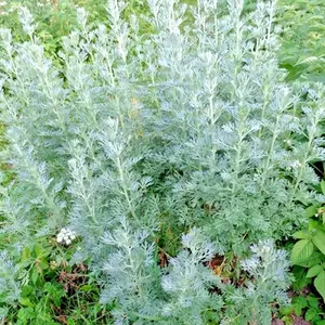 3000+ WORMWOOD ABSINTHE SEEDS SPRING PERENNIAL MOSQUITO PESTS DEER REPELLENT