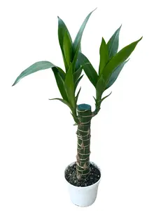 4" Dracaena Black Beauty – Dracaena Deremensis Black Beauty – Live Plant
