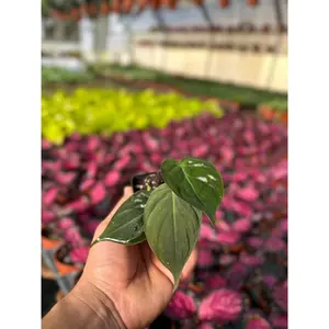 Philodendron Micans - 2" from MyPlants