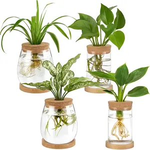 4 count  Propagation Stations Desktop Propagated  Jars Terrarium Glass Planters with Wooden Base and Lid Hydroponic Vase for Indoor  Tabletop Home Office Decor