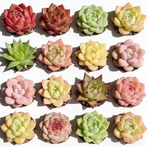12PCS 0.5–1.5in Random Succulent Set Bare Root Live Plants, Easy Care, Unique Gift Idea, Indoor Decor 12PCS 0.5–1.5in Random Succulent Set Bare Root Live Plants, Easy Care, Unique Gift Idea, Indoor Decor