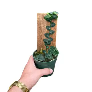 LJ Plant Nursery - Cryptantha Rhaphidophora - 4 Inch Plank Plant