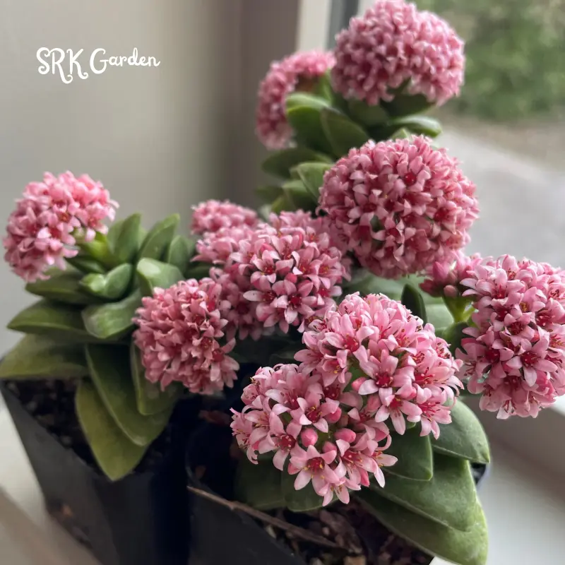 Crassula Rupestris, Spring Time, Kebab Bush, Live Succulent in 4" pot