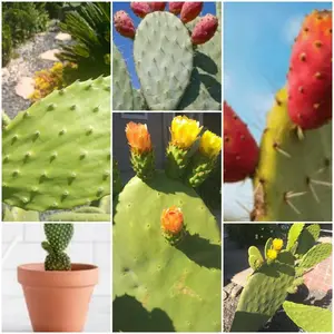 prickly pear cactus plant