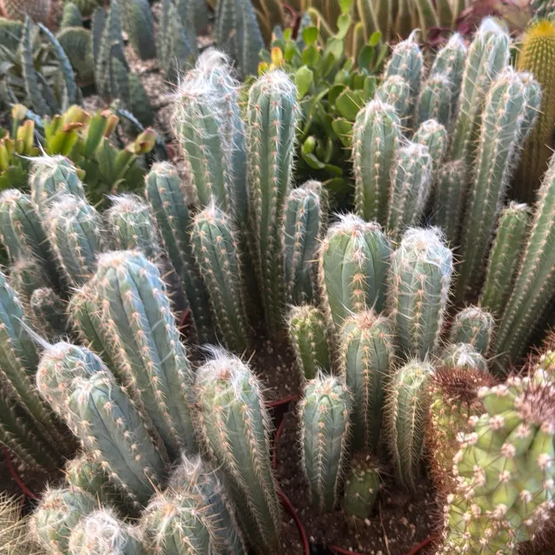 Pilosocereus pachycladus plant 6 in pot cactus