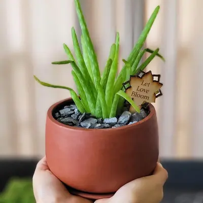 Separating Aloe Vera Plant - TikTok Shop