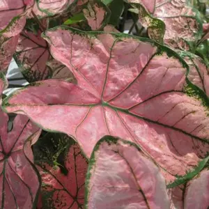 Caladium 'Pink Splash' Plant Bulbs (3 Pack) - Colorful Foliage in Summer Shade Gardens
