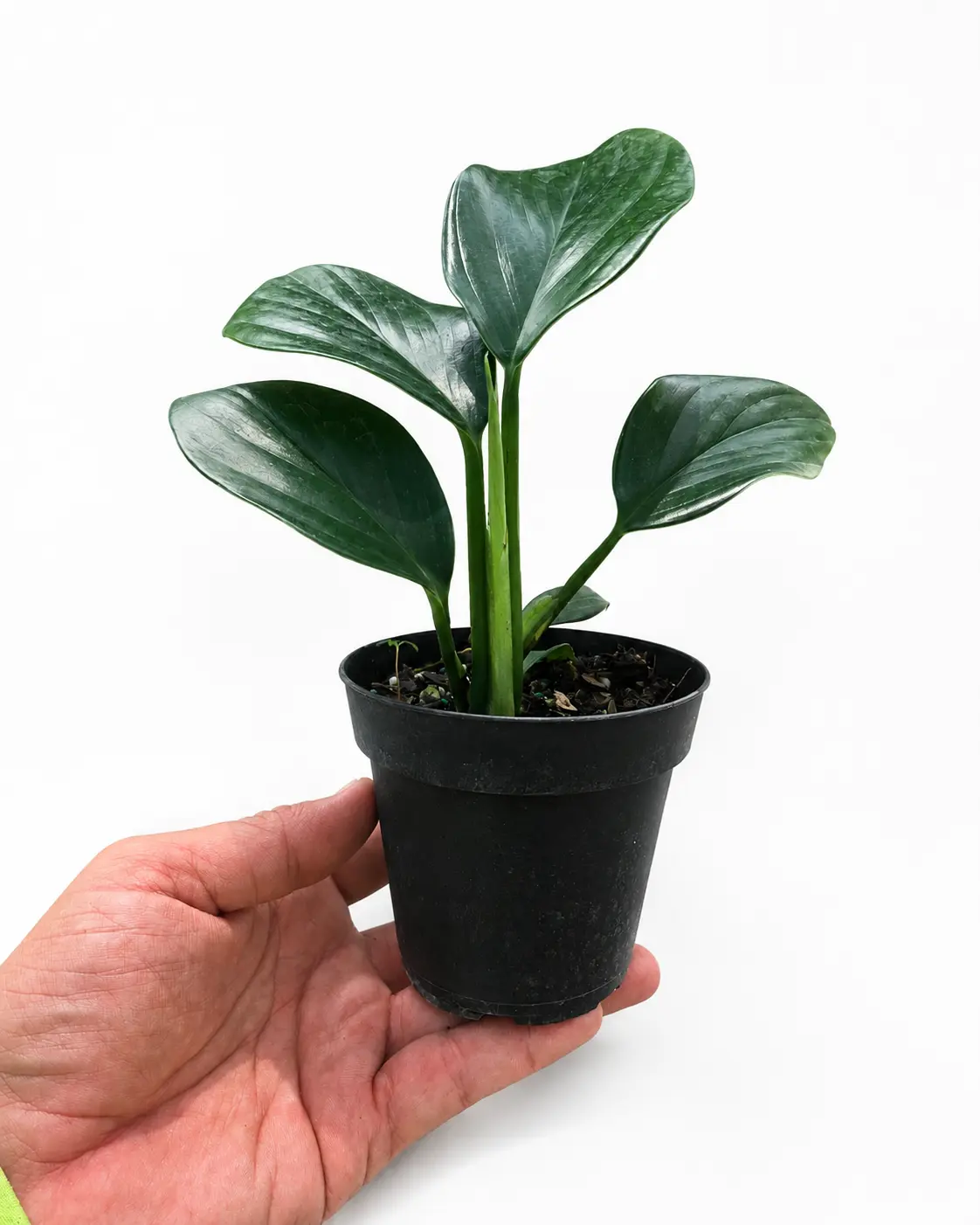 Philodendron Dragon Tail, Live Plant, Tropical Houseplant