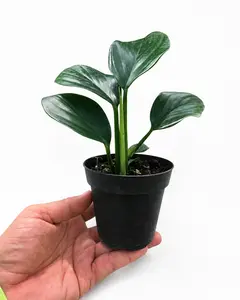 Philodendron Dragon Tail, Live Plant, Tropical Houseplant