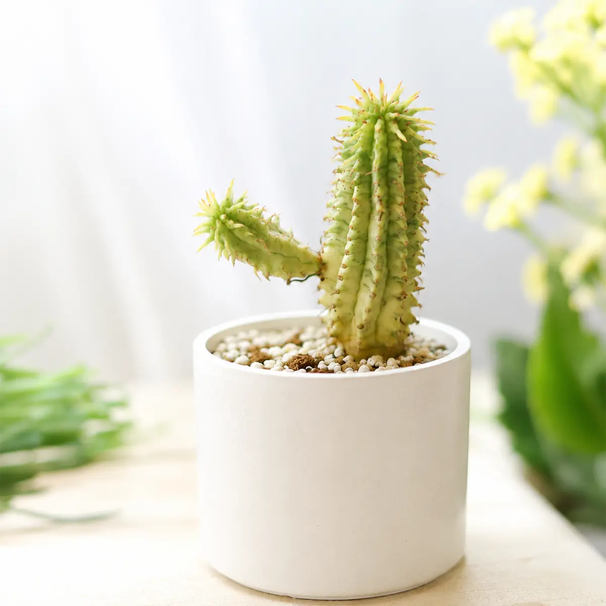Euphorbia mammillaris Corn on the Cob Cactus