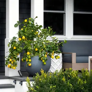 Fragrant blooming lemon tree seedlings, natural scented citrus plants, add fresh air and scenic beauty to your backyard