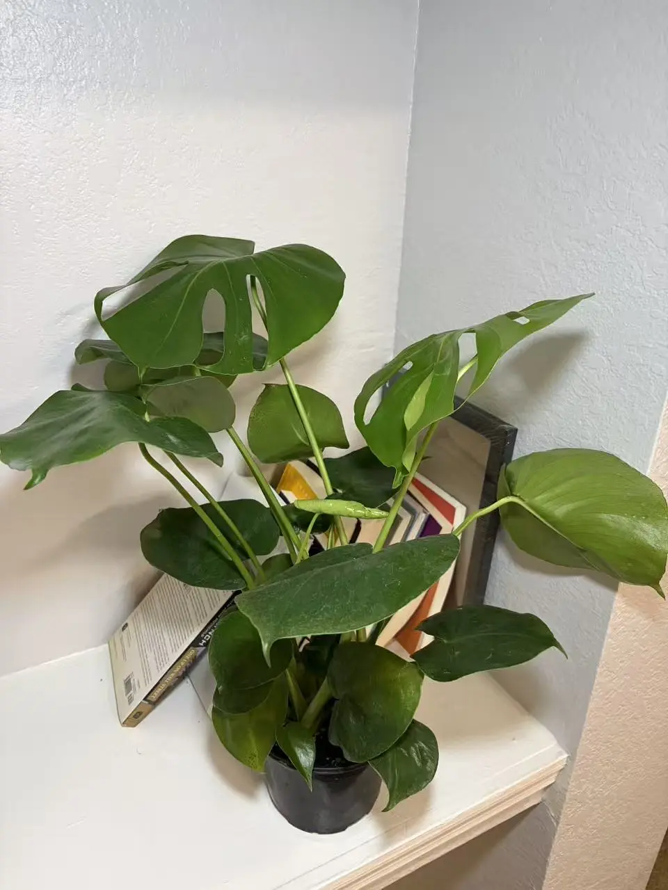 RZ-40  Monstera Deliciosa Live Plant 6 Inch Pot | Tropical Indoor Houseplant with Large Green Split Leaves | Home & Office Plant Decor