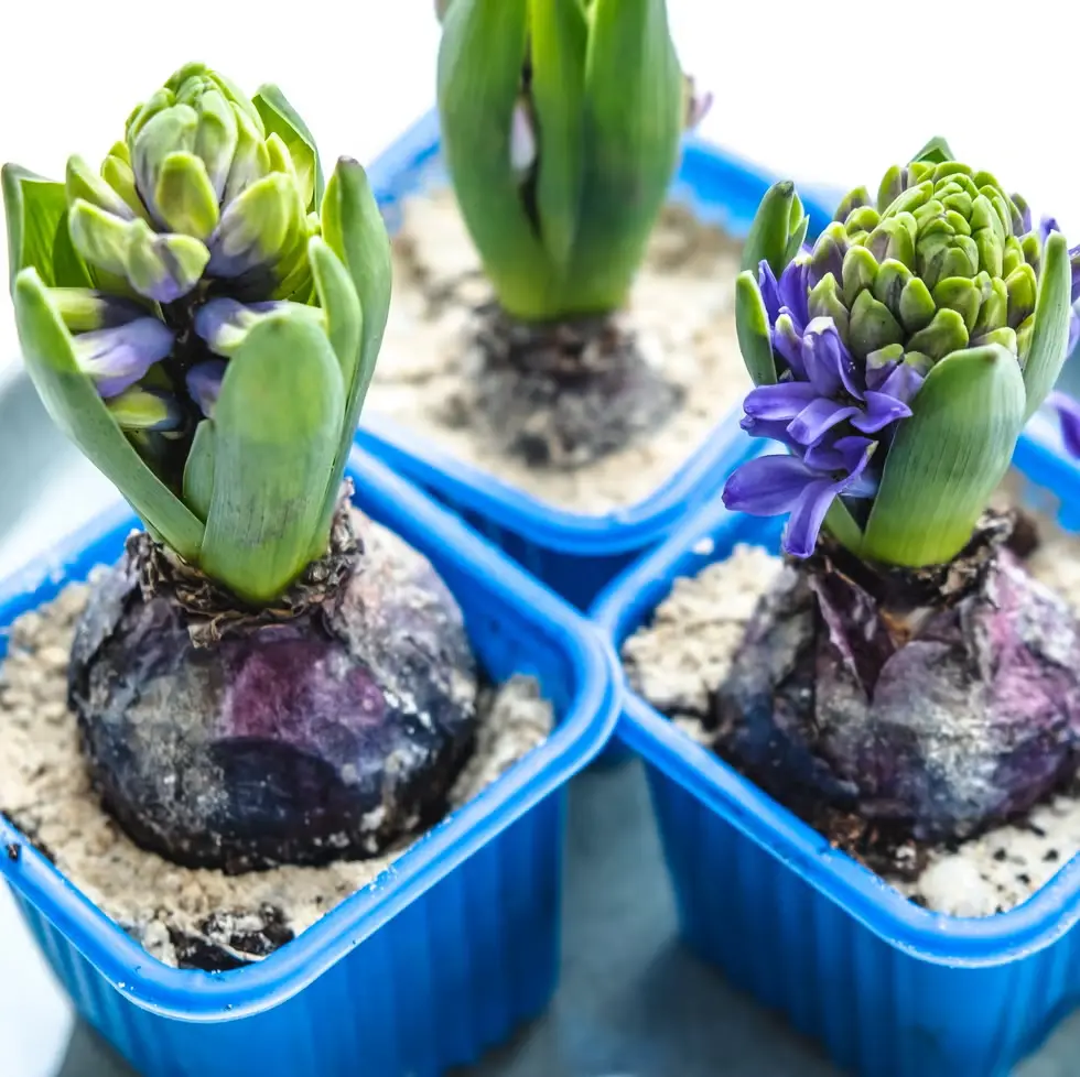 Mixed Color Fragrant Hyacinth Flower Bulbs - Easy-to-Grow Perennial Bulbs for Indoor and Outdoor Spring Blooming