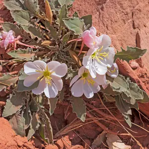 Pale Evening Primrose Organic Seeds (Oenothera pallida) – Delicate, pale yellow flowers that bloom in the evening. Attracts pollinators.