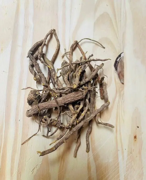 Cryptolepis Sanguinolenta Herbal Extracts Bacterial Infections